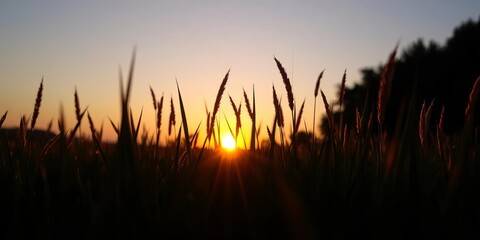 Fototapeta premium Silhouetted grass at sunset, warm light illuminates blades, peaceful scene, grass, picturesque