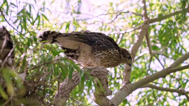 Juvenile Cooper's Hawk perched outside of the nest as it poops before it leaves from the branch.