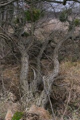 Multi Trunk Tree with Mistletoe Growing Over Stream in Winter Landscape