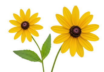 Naklejka premium Two bright yellow coneflower blooms with green leaves isolated on transparent background