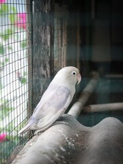 a white albino lovebird in a cage