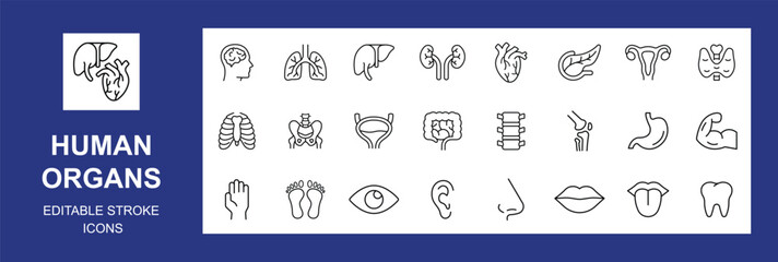 Human organs line icon set. Vector pictograms of anatomy, body parts, kidney, pancreas, intestine, thyroid, pelvis, skeleton, joint, hand, nose, mouth, tongue, Editable stroke. Vector illustration