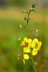 The flowers of Moth mullein, Verbascum blattaria, a plant that for many has incredible properties