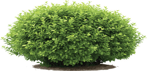 Lush green round bush, realistic shrub with dense leaves, isolated plant illustration, perfect for garden landscaping, natural hedge decor, outdoor design element