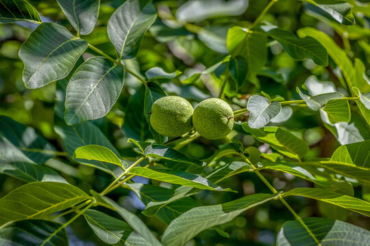 Green walnut on a tree branch in summer