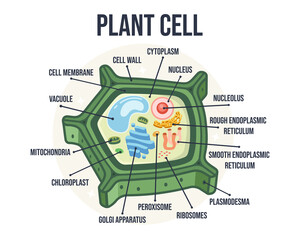 Labeled Flat Vector Illustration of Plant Cell Structure – Educational Biology Diagram for...
