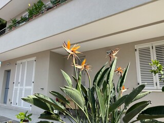 Bird of paradise flowers in modern residential courtyard