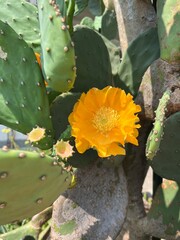 Yellow cactus flower in bloom on prickly pear plant