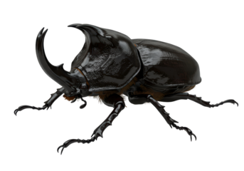Isolated Mighty Rhinoceros Beetle