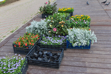 Colorful beautiful flower arrangements in black crates on a wooden surface