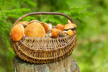 basket of various mushrooms on forest background