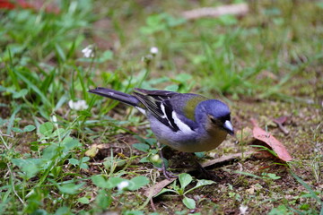The Madeira chaffinch (Fringilla maderensis) is a small passerine bird in the finch family Fringillidae.  Santo da Serra, Madeira – Portugal.