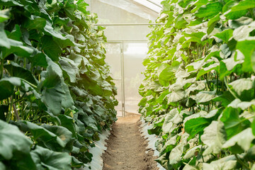 Walkway through a modern greenhouse with rows of lush green melon plants. Concept of vertical farming, sustainable agriculture infrastructure, and controlled environment cultivation.