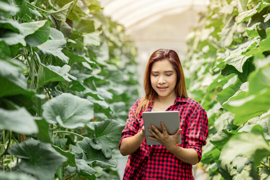 Asian female agronomist using a digital tablet to analyze data in a melon farm. Smart farming technology and precision agriculture concept for monitoring crop growth in a modern greenhouse.