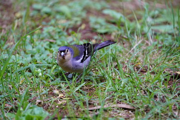 The Madeira chaffinch (Fringilla maderensis) is a small passerine bird in the finch family Fringillidae.  Santo da Serra, Madeira – Portugal.