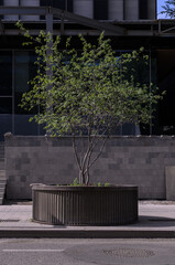 a young tree with green leaves in a flower bed on the sidewalk against the background of a building