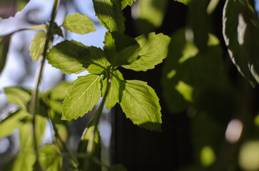 green basil leaves in the sunlight from the window