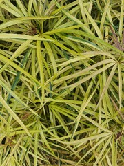 Soft white and light blue hydrangea flower blooming in lush garden, ornamental plant for romantic floral decor, wedding design, or botanical stock content