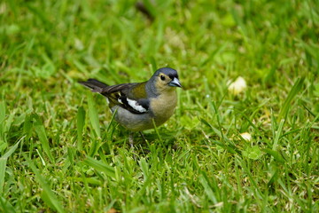 Obraz premium The&nbsp;Madeira chaffinch&nbsp;(Fringilla maderensis) is a small&nbsp;passerine&nbsp;bird&nbsp;in the&nbsp;finch&nbsp;family&nbsp;Fringillidae.&nbsp; Santo da Serra, Madeira – Portugal.
