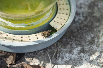 Traditional bee water feeder with bees drinking, surrounded by blooming plants