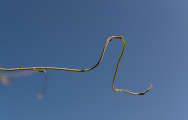 a curved branch of a liana without leaves against a blue sky background