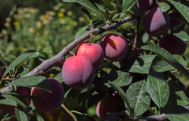 ripe plums on a branch on a sunny day in the garden
