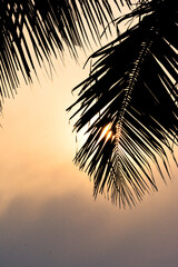 sun shining through palm leaf on the beach