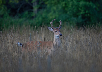 A young white-tailed deer buck in the early morning light with velvet antlers in summer in Canada