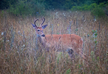 A young white-tailed deer buck in the early morning light with velvet antlers in summer in Canada