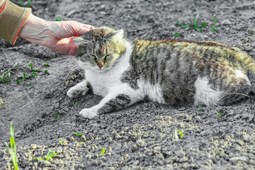 Female hands petting a domestic cat lying on soil. The cat responds calmly to gentle touch