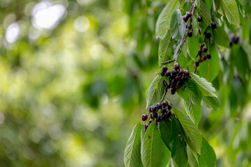 Selective focus of wild black cherries with green leaves, Ripe wild dark prunus avium on the trees,...