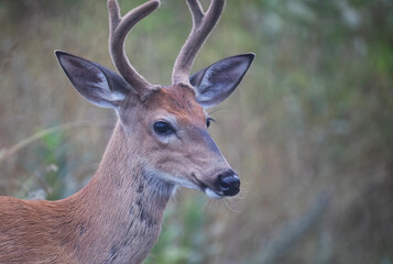 A young white-tailed deer buck in the early morning light with velvet antlers in summer in Canada