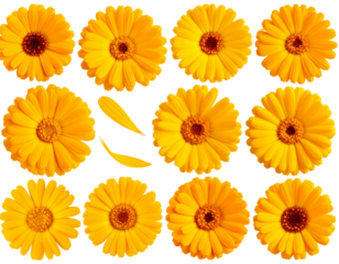 Clip art set of marigolds, yellow flowers. macro shot with transparent background