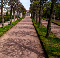 An alley in a park with green trees. Shadows from the trees on the path.