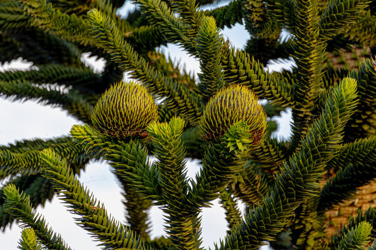 Selective focus of flowers bud or fruits of Monkey puzzle with blue clear sky, Araucaria araucana is an evergreen tree, The hardiest species in the conifer genus Araucaria, Nature floral background.