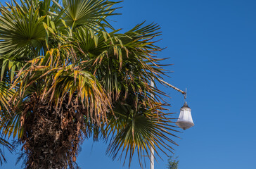 Palm tree with a lantern against the sky on a summer day.