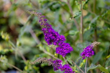 Selective focus of violet blue flowers Summer lilac (Vlinderstruik) Buddleja davidii,...