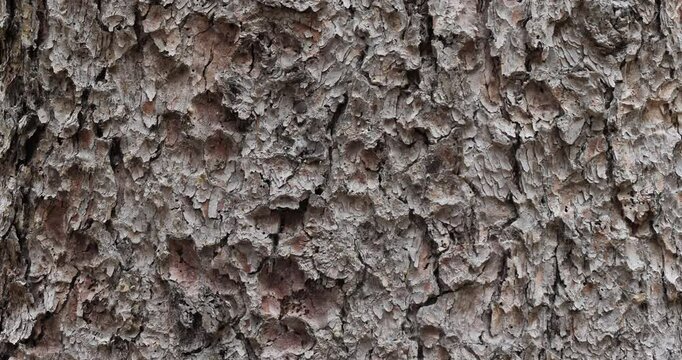 Bark of Picea abies also knonn as Norway spruce or European spruce