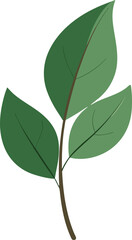 Eucalyptus leaf no background