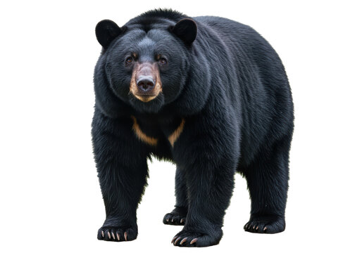 Isolated Asiatic Black Bear Standing Tall Against White Space