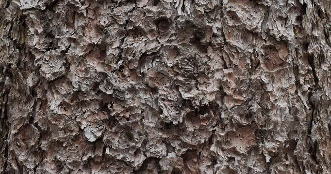 Bark of Picea abies also knonn as Norway spruce or European spruce
