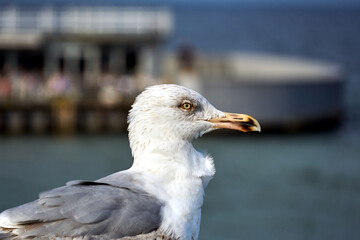 Portrait of a Herring Gull on the Baltic Sea coast