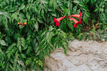 Red trumpet vine flowers on stone wall