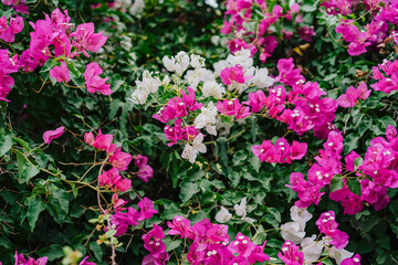 Pink and white bougainvillea in bloom