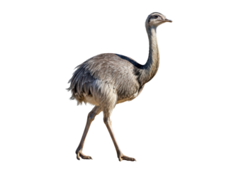Isolated Greater Rhea Walking with Elegant Stride on Plain Background