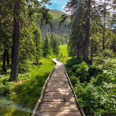 Obraz premium A wooden path winding through a shaded forest area toward a sunlit meadow and rising mountain in the distance. A calm and inviting natural scene.