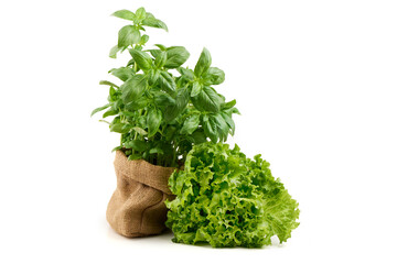 Ocimum basilicum basil with lettuce, isolated on white background