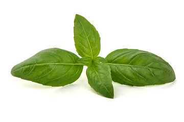 Ocimum basilicum, Fresh Basil Leaves, isolated on white background