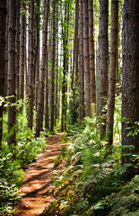 Obraz premium Sunlit path between the pines in Cranesville Swamp