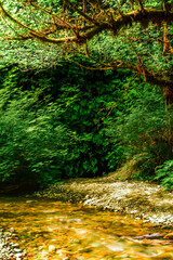 A shallow stream winds through ferns and moss-covered trees in Fern Canyon, California